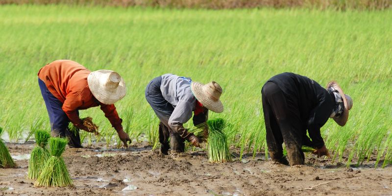Organic Farming Classes in Tra Que